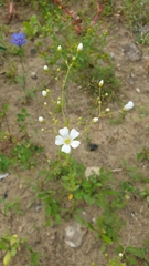 Gypsophila elegans