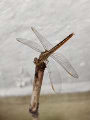 Brachythemis contaminata