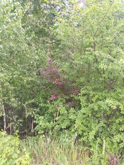 Prunus cerasifera pissardii