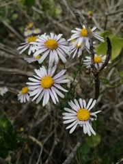 Felicia erigeroides