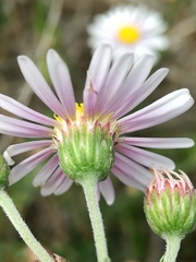 Felicia erigeroides
