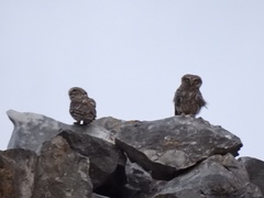 Athene noctua indigena