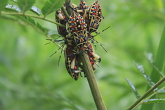 Pachylis nervosus