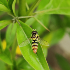 Ischiodon