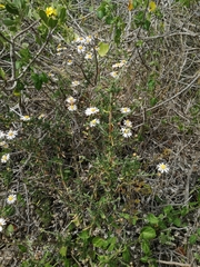 Felicia erigeroides