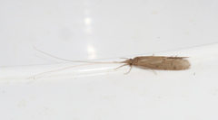 Oecetis lacustris