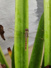 Brachythemis contaminata