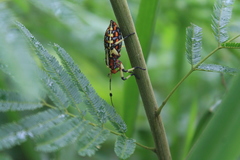 Pachylis nervosus