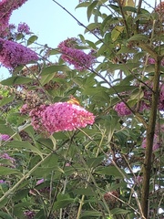 Buddleja davidii