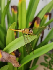 Crocothemis servilia