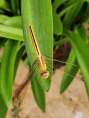 Crocothemis servilia