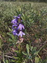 Lobelia sessilifolia