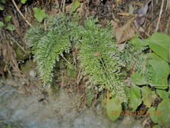 Asplenium richardii