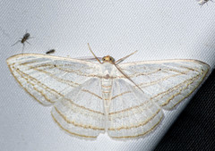 Orthocabera sericea