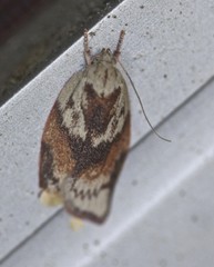 Euchaetis crypsichroa