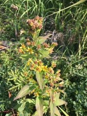 Solidago cuprea