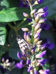 Lepidoscia heliochares