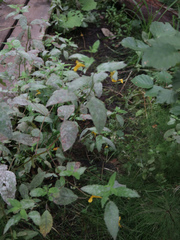 Podosphaera balsaminae