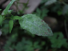 Podosphaera balsaminae