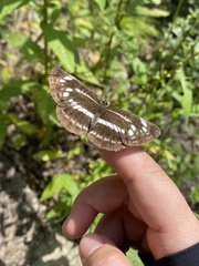 Neptis andetria
