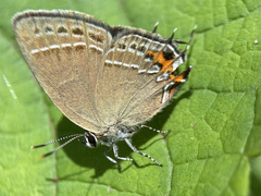 Satyrium ornata