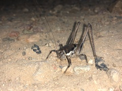 Eremopedes ephippiata