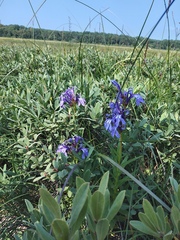 Lobelia sessilifolia