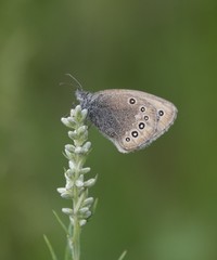 Coenonympha amaryllis
