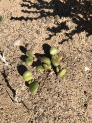 Crassula atropurpurea cultriformis