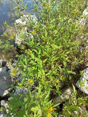 Bidens frondosa
