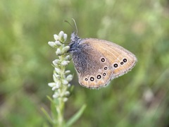 Coenonympha amaryllis