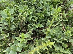 Patellifolia