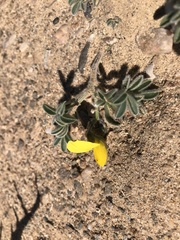 Crotalaria meyeriana