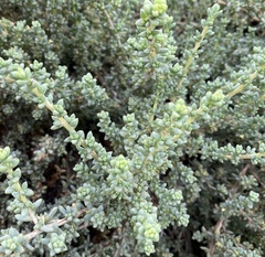 Traganum moquinii