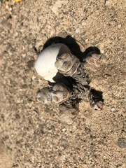 Crassula plegmatoides