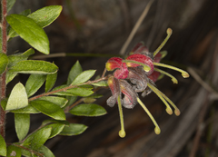 Grevillea banyabba