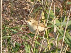 Acrocephalus agricola