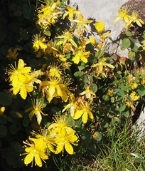 Hypericum nummularium