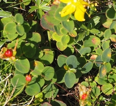 Hypericum nummularium