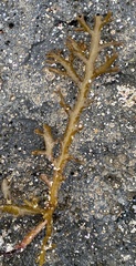 Cystoseira compressa
