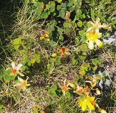 Hypericum nummularium