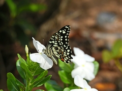 Papilio demoleus