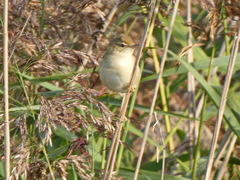 Acrocephalus agricola