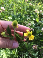 Geum aleppicum