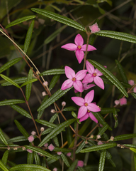 Boronia chartacea