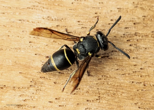 género Epsilon · BioDiversity4All