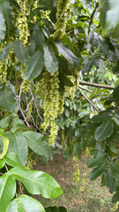 Pterocarya fraxinifolia