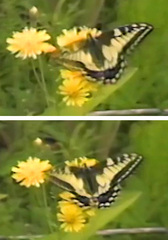 Papilio machaon hudsonianus