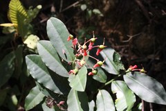 Euphorbia peritropoides