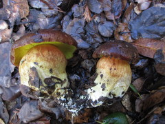 Aureoboletus citriniporus